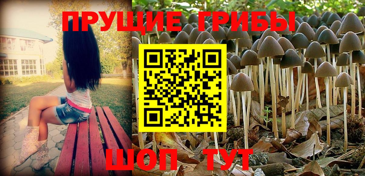 Псилоцибиновые грибы Psilocybine cubensis Мончегорск